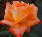 Realistic Orange Rose, unknow artist